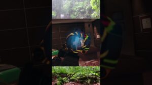 This Amaru strat is undefeated rainbow 6 siege  #rainbowsixsiege  #r6s