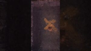 Jynxzi uninstalling Rainbow Six Siege. #rainbowsixsiege #r6siege #r6clips #r6 #r6diamond