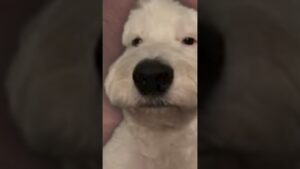 Teammates That Don't Stop Droning... #shorts #r6 #rainbowsixsiege